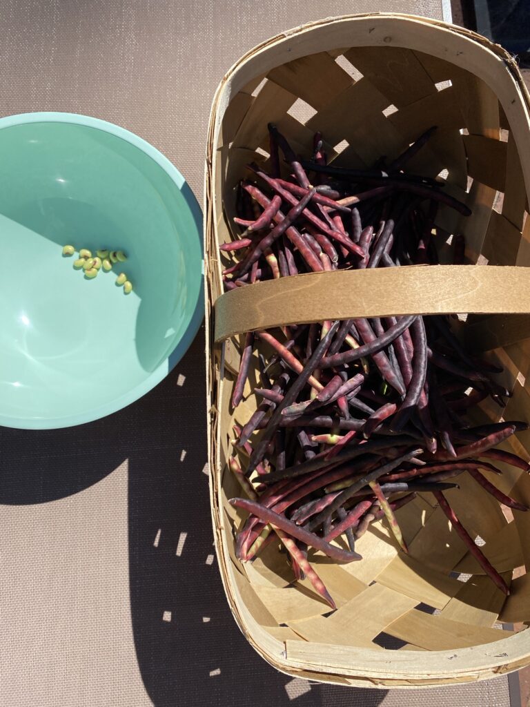 A basket of unshelled purple hull peas and a green bowl with a few shelled peas.