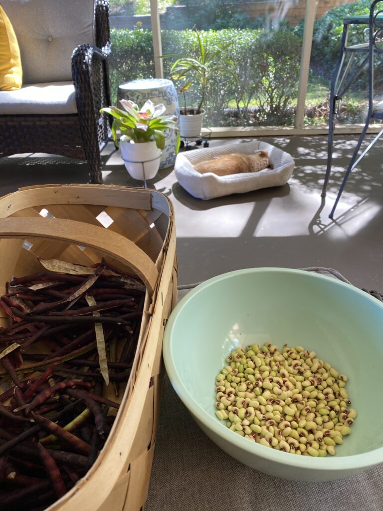 A basket of purple hull peas in the shell, a green bowl of shelled peas and a brown dog sleeping in the sun.