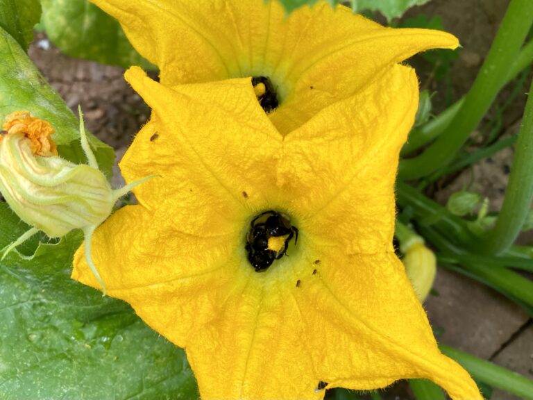 Two yellow squash blooms with bees sleeping inside.