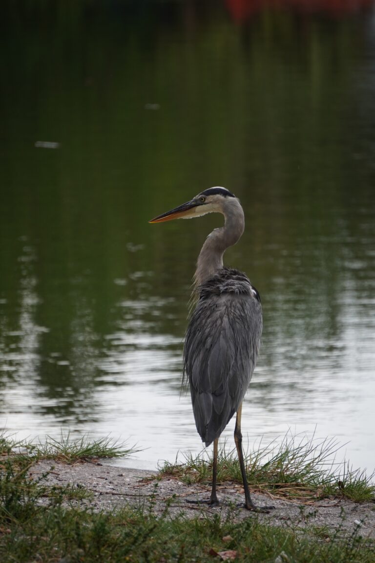 A blue heron standing by the water's edge after a rain shower.