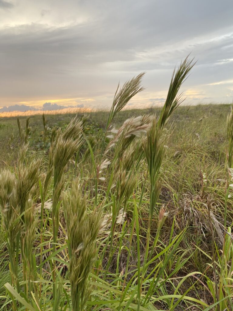 A view of the seashore through a field of tall grass with the sun setting in the background.