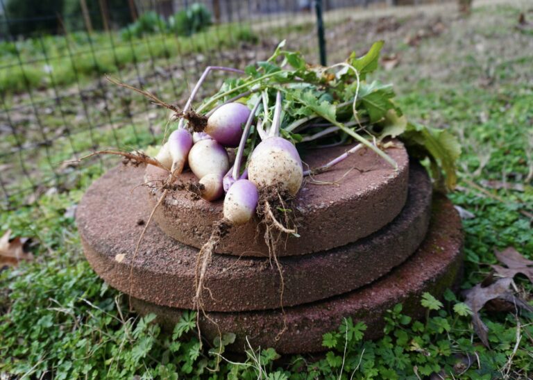 A handfull of turnips fresh from the garden