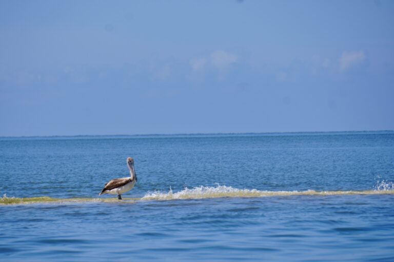 A single pelican standing on a sandbar in the middle of blue water in the Gulf of Mexico.