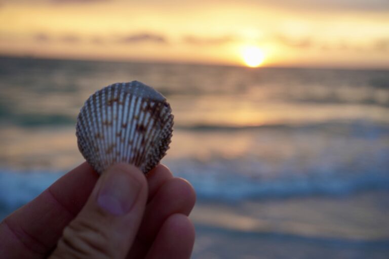 A man's hand holding up a small seashell at the beach during sunset.