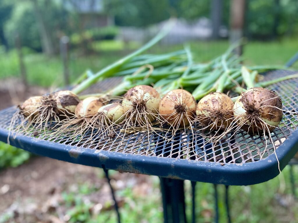 A row of freshly harvested onions drying on a metal table.