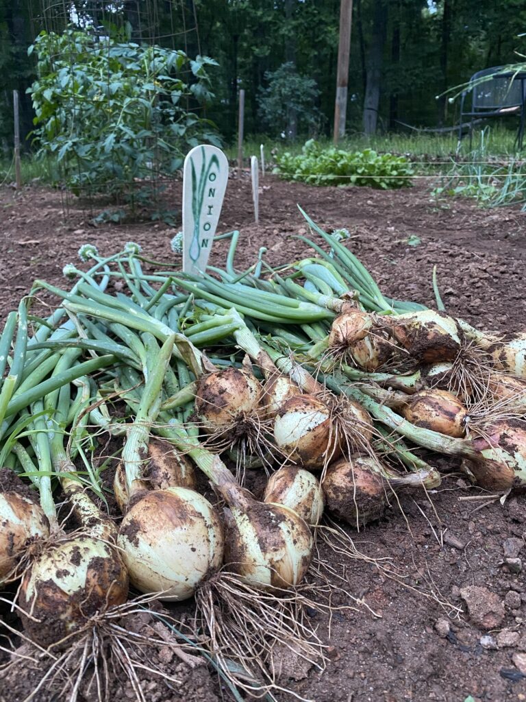 A large pile of onions drying in the sun on top of the soil.