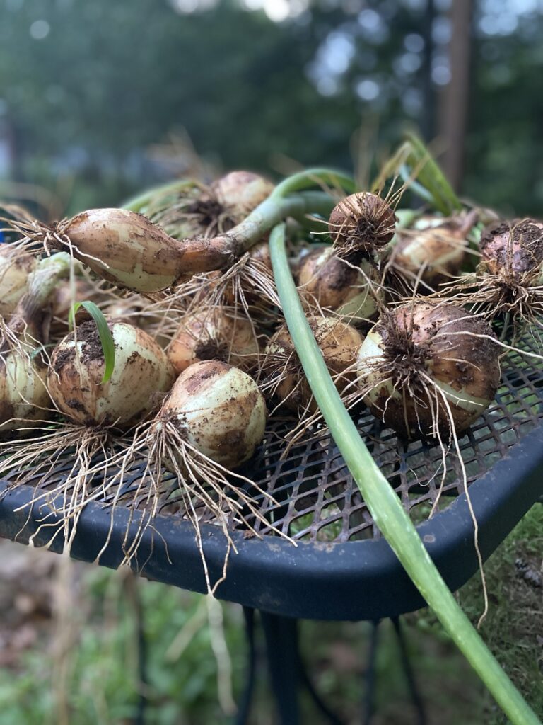 Fresh onions on a metal table