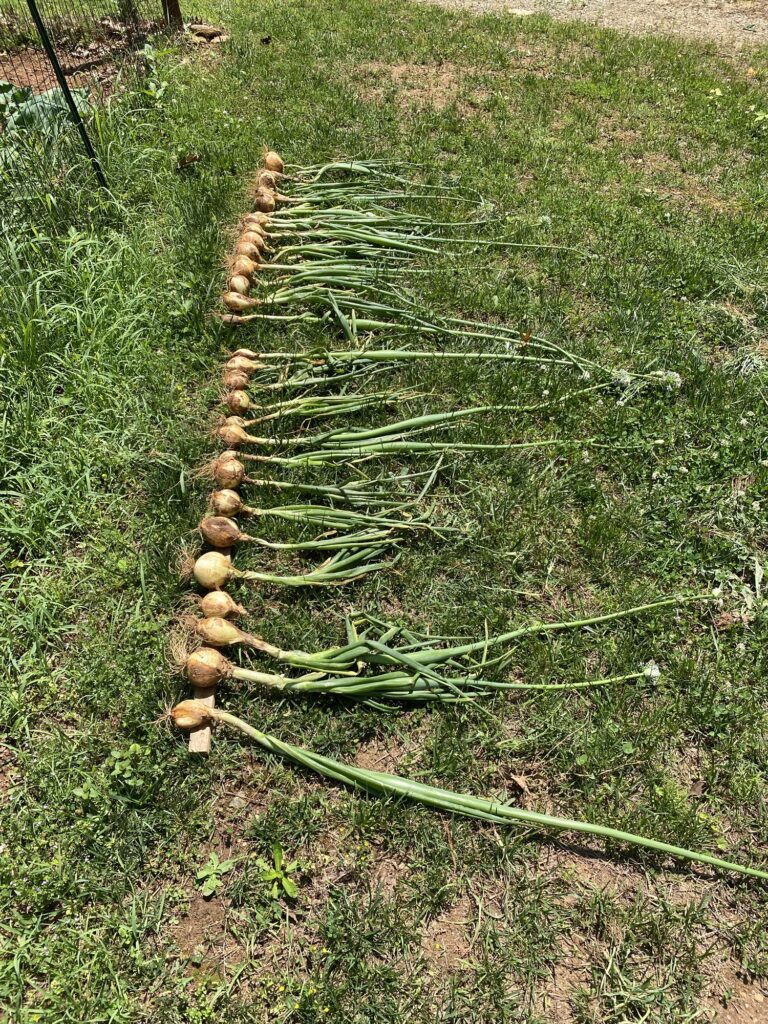 A row of onions freshly pulled from the ground and drying in the grass