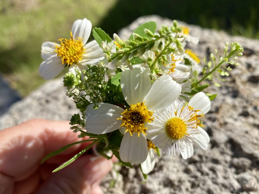 A bundle of wildflowers tied in a tiny bouquet held by a lady outside in Florida.